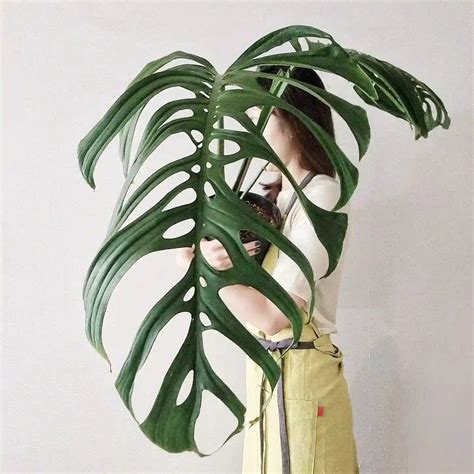 monstera plant 中文